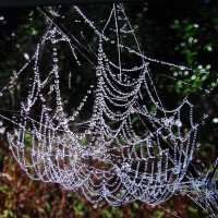 После дождя :: Людмила Смородинская