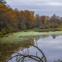У лесного пруда :: Сергей Цветков