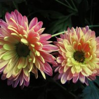 Красавицы :: Людмила Смородинская Красавицы :: Людмила Смородинская