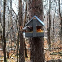 белочка :: Гульфина Булатова