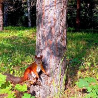 белочка :: Гульфина Булатова