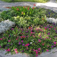 Цветы. :: Владимир Драгунский