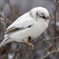 из жизни воробьев.белый воробей. :: юрий макаров