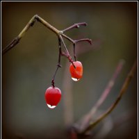 *** :: Aleksandr Gal