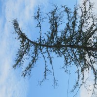 ............. :: Елена Шаламова ............. :: Елена Шаламова