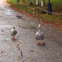Любимчики провожают меня. :: Татьяна Помогалова
