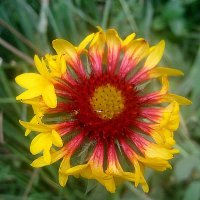 ***** :: Елена Семигина