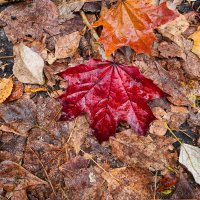 Красный кленовый лист :: Александр Синдерёв