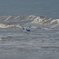 в поисках крабиков :: ИРЭН@ . в поисках крабиков :: ИРЭН@ .