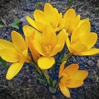 Крокусы :: Andy 