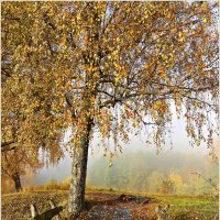 Осень в Краснолесье. :: Валерия Комова Осень в Краснолесье. :: Валерия Комова