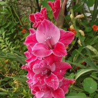 Гладиолус :: Freddy 97