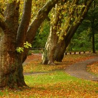 Октябрь гуляет по дорожкам :: Юрий. Шмаков