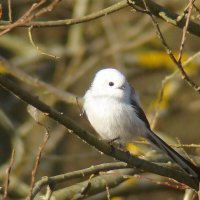 ополовник :: gawrilа - dan