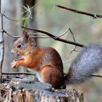 * :: Александр Зуев * :: Александр Зуев
