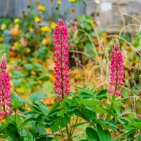 последние краски осени :: Дмитрий Лупандин