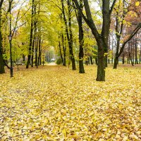 ковер из желтых листьев :: Дмитрий Лупандин