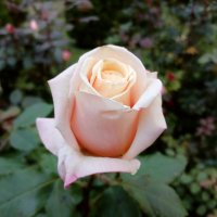 Роза октября. :: Лия ☼