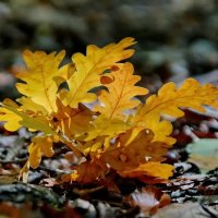 В парке... :: Николай Саржанов