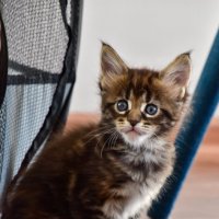 Малыш - Мейн-кун :: Владимир Звягин