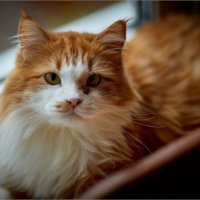 Кузя) :: Сергей Величко