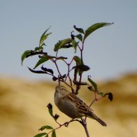 Домовый воробей :: Татьяна Венцель Домовый воробей :: Татьяна Венцель