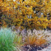 Дубы и пампасная трава :: Aida10 Дубы и пампасная трава :: Aida10