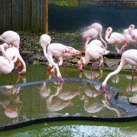 Фламинго еще выпускают на свежий воздух :: Aida10 