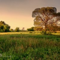 Дерево :: Игорь Сарапулов Дерево :: Игорь Сарапулов