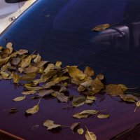 Она всегда своё возьмёт :: Дмитрий Костоусов