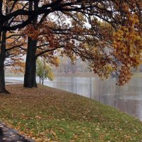 Дуб раскидистый :: ZNatasha - Дуб раскидистый :: ZNatasha -