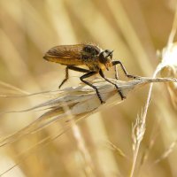из жизни насекомых 4 :: Александр Прокудин