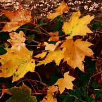 Осень 28 :: Алексей Кузнецов