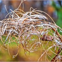 Завитушки октября... :: Aquarius - Сергей