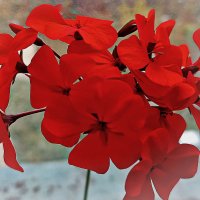 Цветёт герань! :: Валентина Нефёдова Цветёт герань! :: Валентина Нефёдова