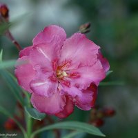 Олеандр :: Светлана Ищенко