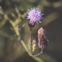 *** :: Виктор Иванович Чернюк