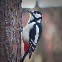 *** :: Любовь Сахарова *** :: Любовь Сахарова