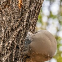 Гриб трутовик :: Игорь Сикорский