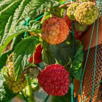 17 октября 2025 Малина в моем огороде :: Игорь Сикорский