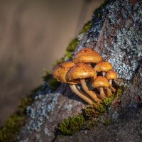 **** :: Елизавета .