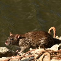 У городского озера... :: Николай Саржанов