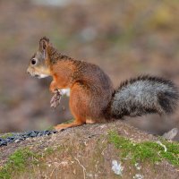 *** :: Александр Зуев