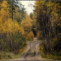 По лесной дороге :: Aleksandr Gal