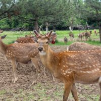 Олени :: Оксана Новик 