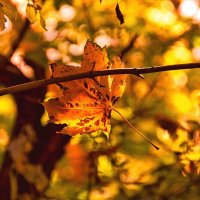 Прощание с золотой осенью :: Alexandеr P