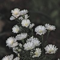 астра сентябринка белая :: Giant Tao /