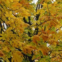 Осенний ковер :: Рита Симонова