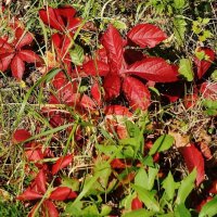 Осенний ковер :: Рита Симонова