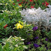 Цветы. :: Владимир Драгунский Цветы. :: Владимир Драгунский